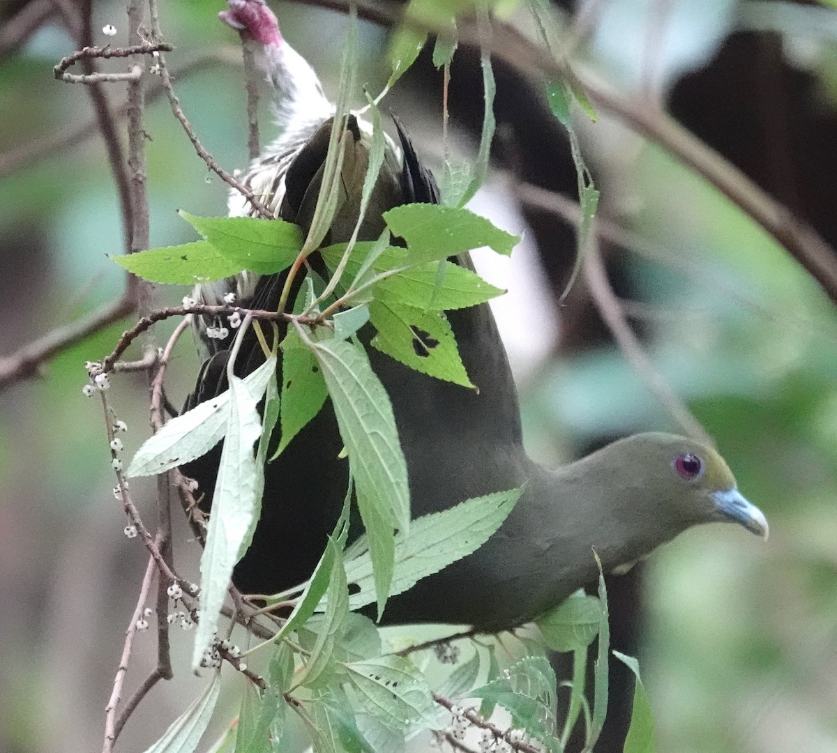 Whistling Green-Pigeon (Ryukyu) - ML615627624