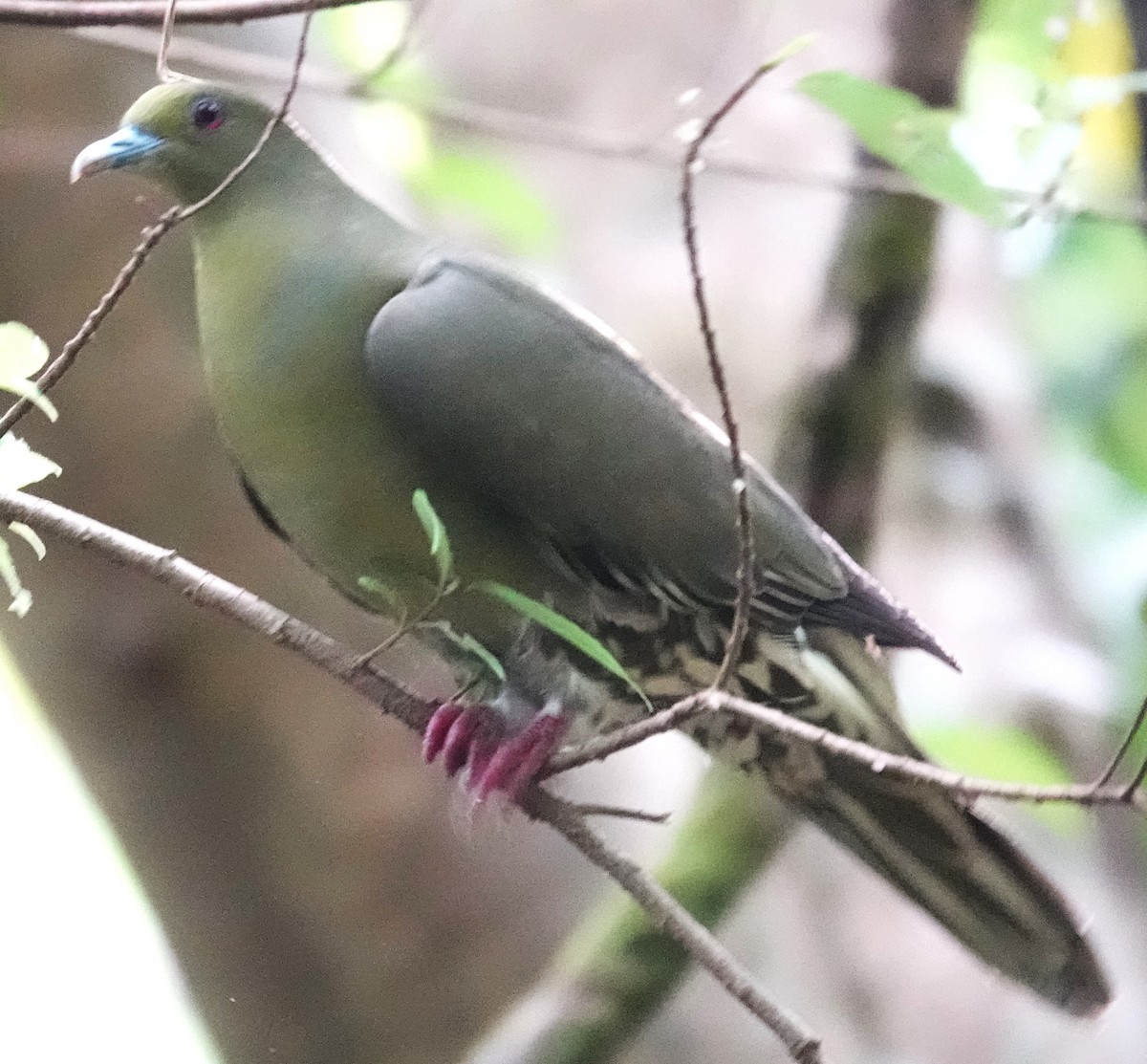 Whistling Green-Pigeon (Ryukyu) - ML615627625