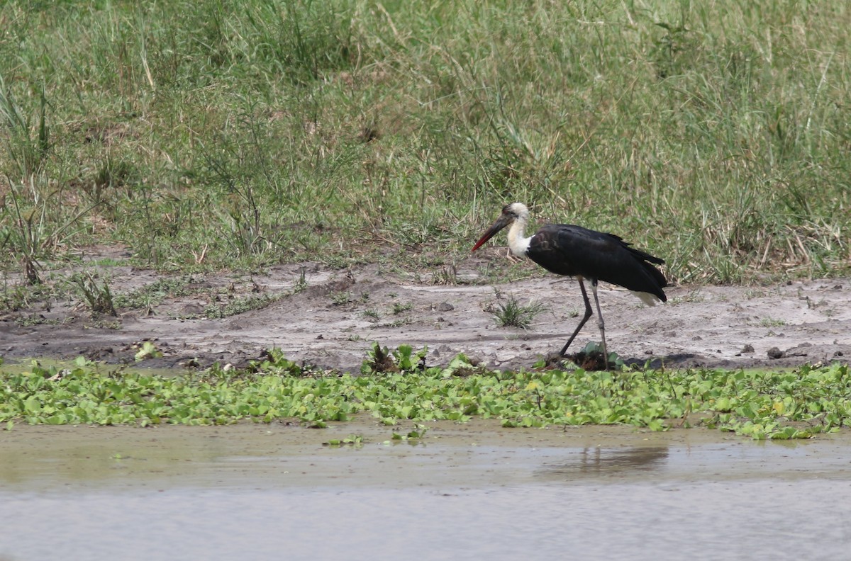African Woolly-necked Stork - ML615627683