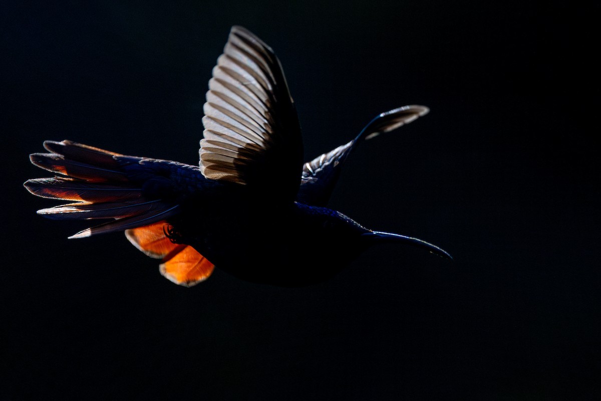 kolibřík azurovoprsý - ML615627730