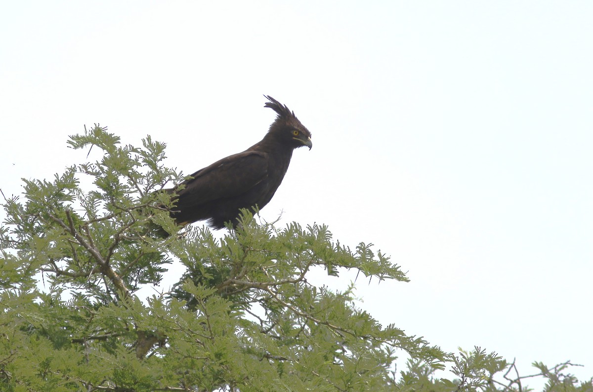 Long-crested Eagle - Peter Alfrey