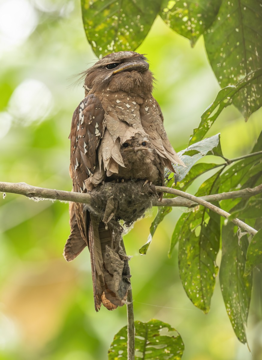 Large Frogmouth - ML615627837