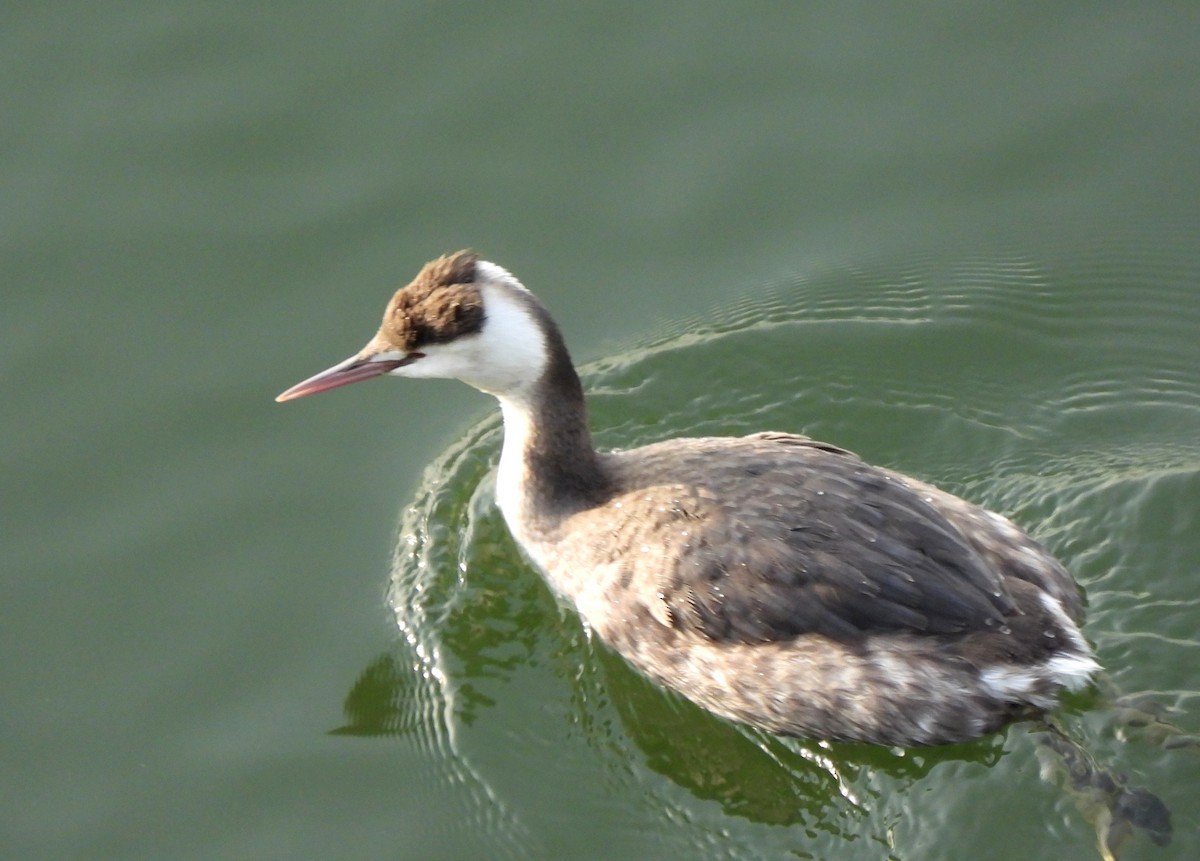 Great Crested Grebe - ML615628255