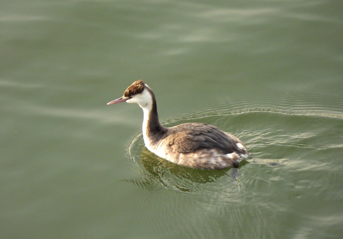 Great Crested Grebe - ML615628256