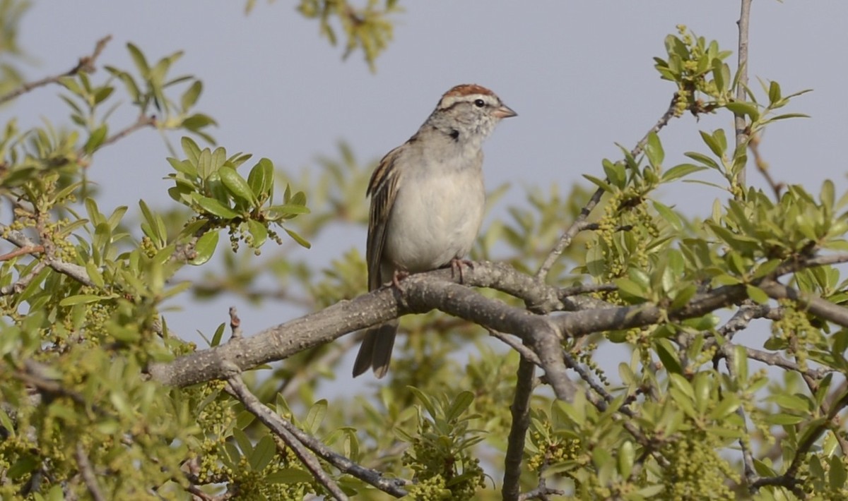 Chipping Sparrow - ML615628607