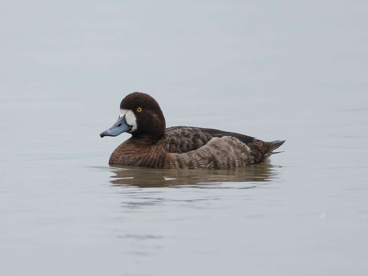 Greater Scaup - ML615628635