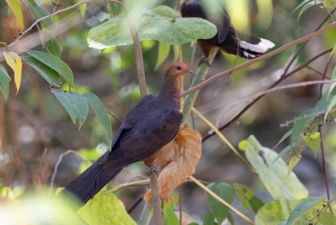 Palawan Cuckoo-Dove (undescribed form) - ML615628643
