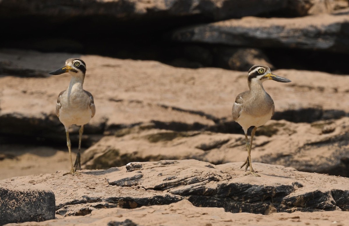 Great Thick-knee - ML615628701