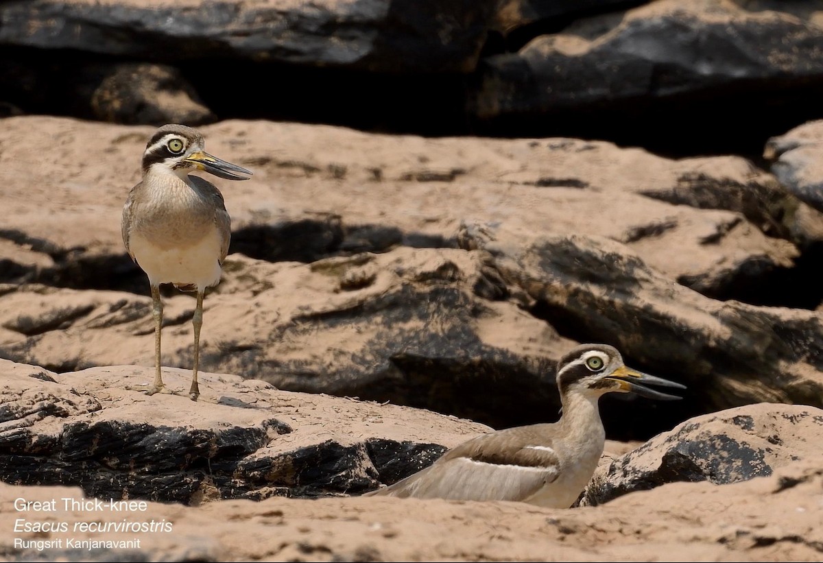 Great Thick-knee - ML615628703