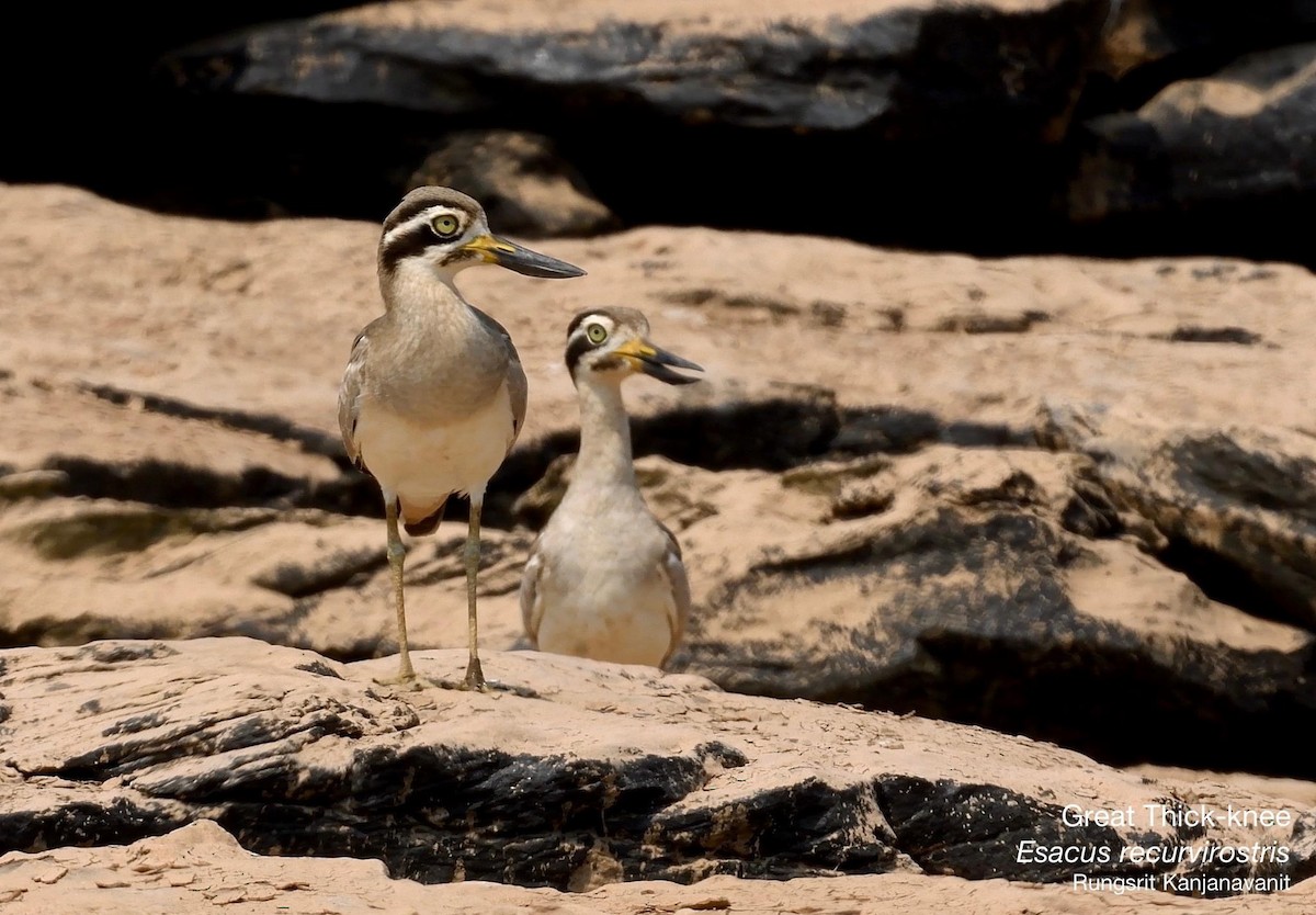 Great Thick-knee - ML615628704