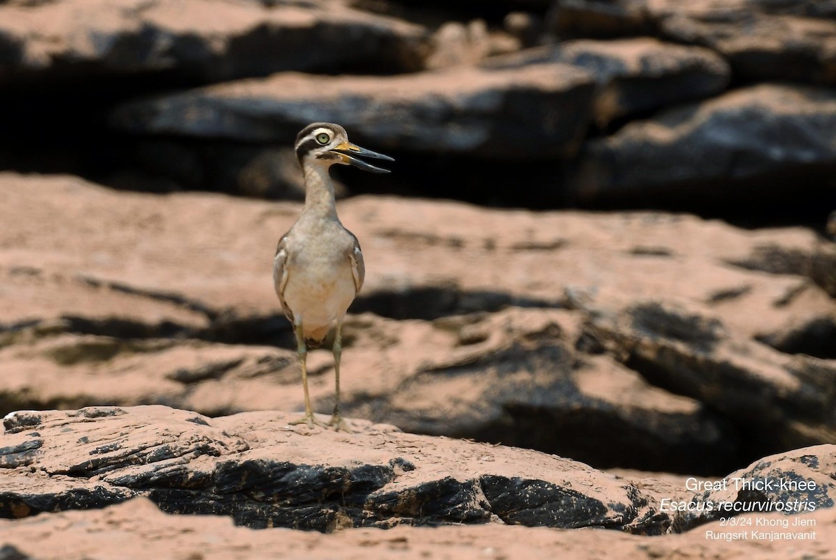 Great Thick-knee - ML615628705