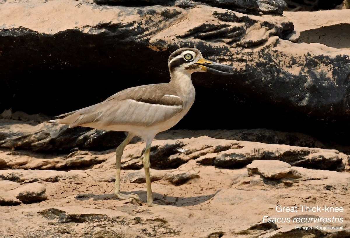Great Thick-knee - ML615628707