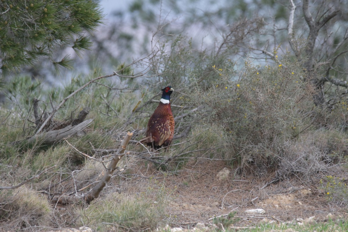 Ring-necked Pheasant - Moises Zozaya