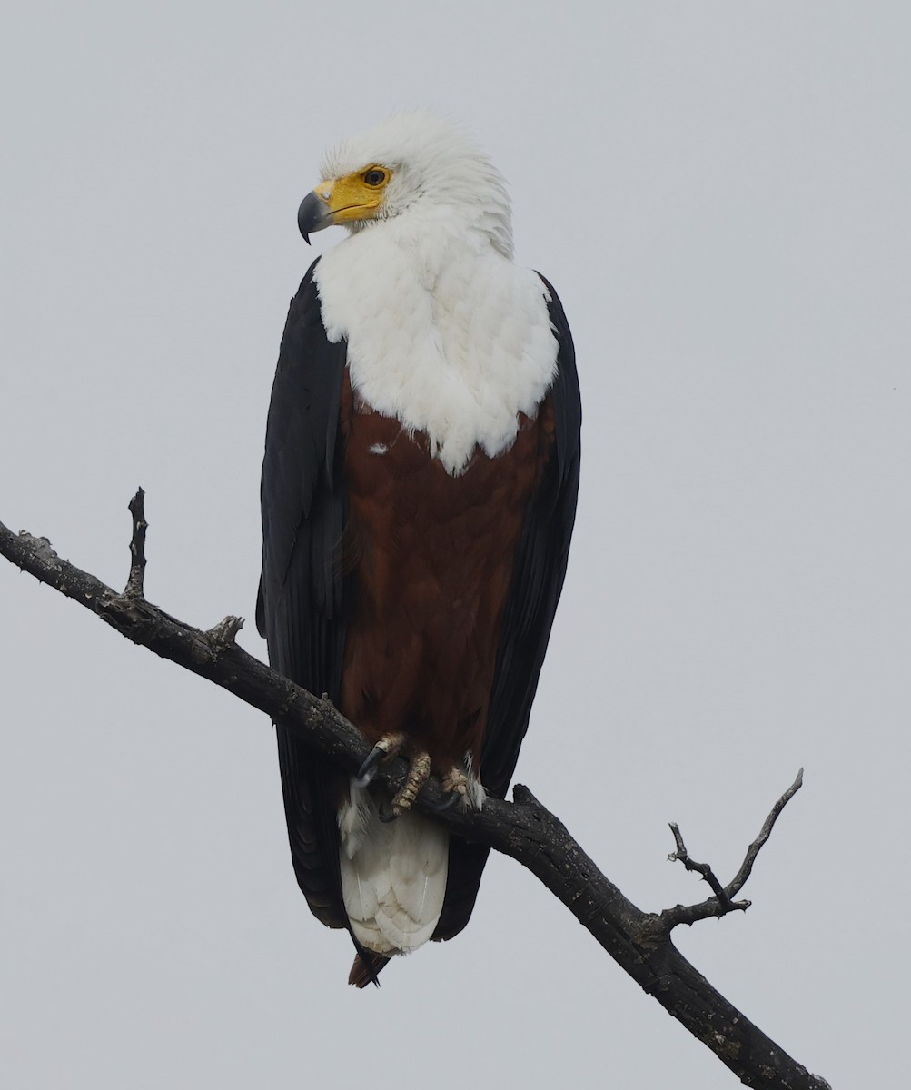 African Fish-Eagle - ML615628780