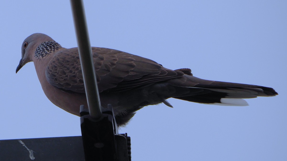 Spotted Dove - ML615628908
