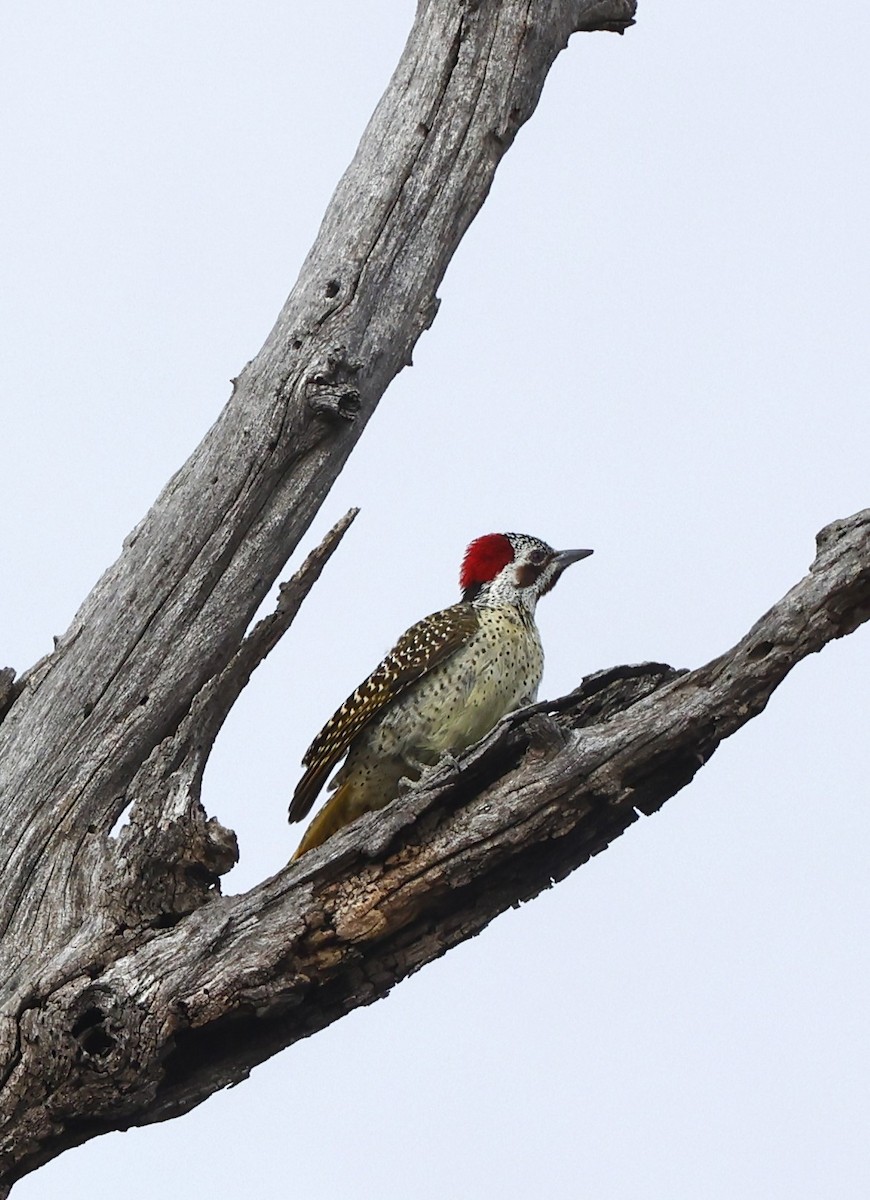 Bennett's Woodpecker (Bennett's) - ML615628925