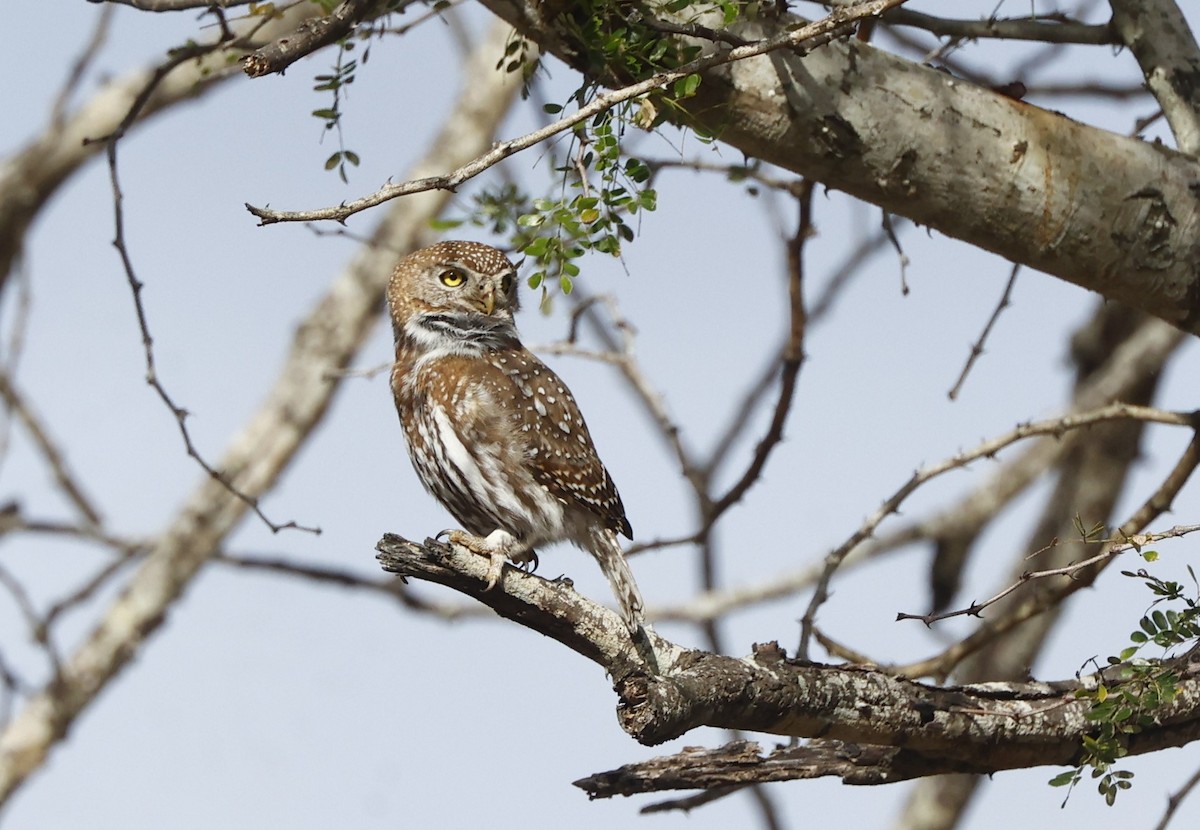 Pearl-spotted Owlet - John Mills