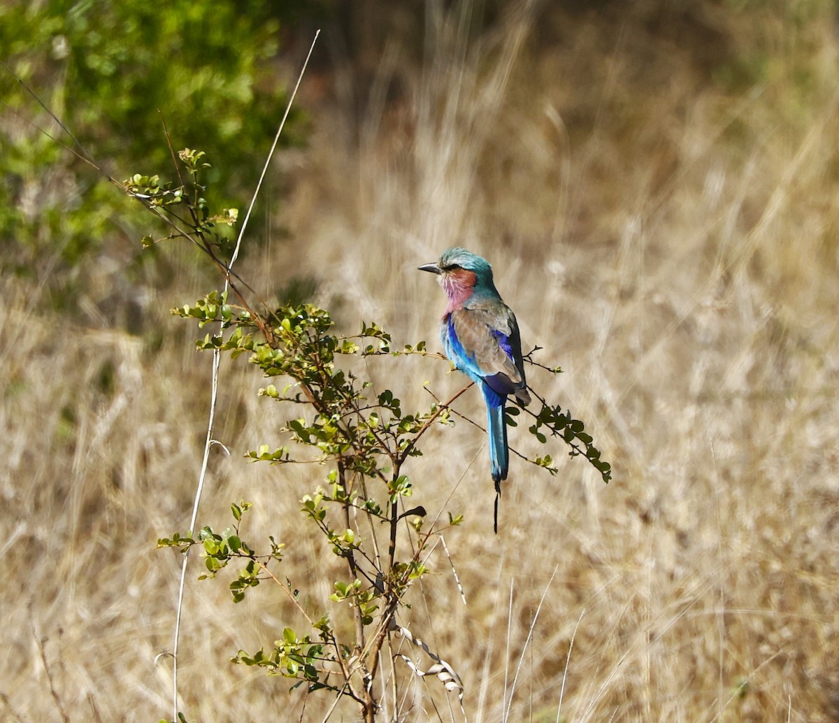 Lilac-breasted Roller (Lilac-breasted) - ML615629052