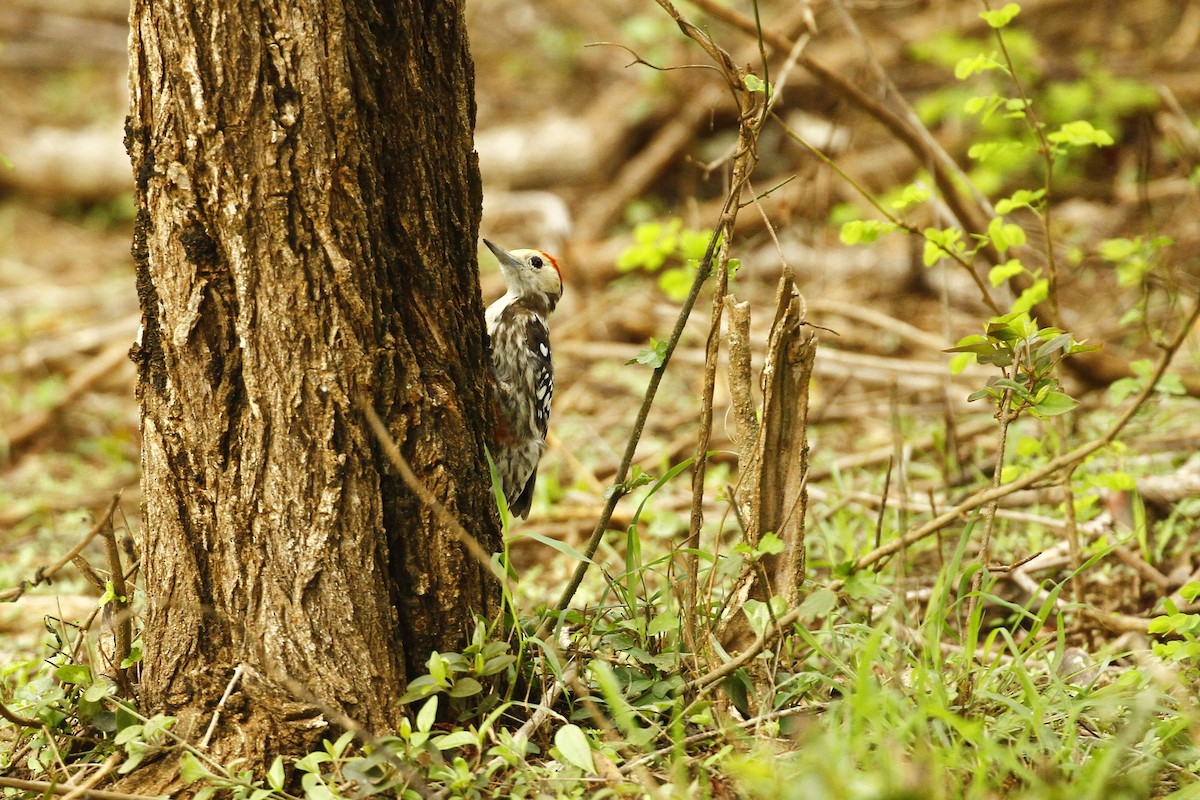 Yellow-crowned Woodpecker - ML615629088