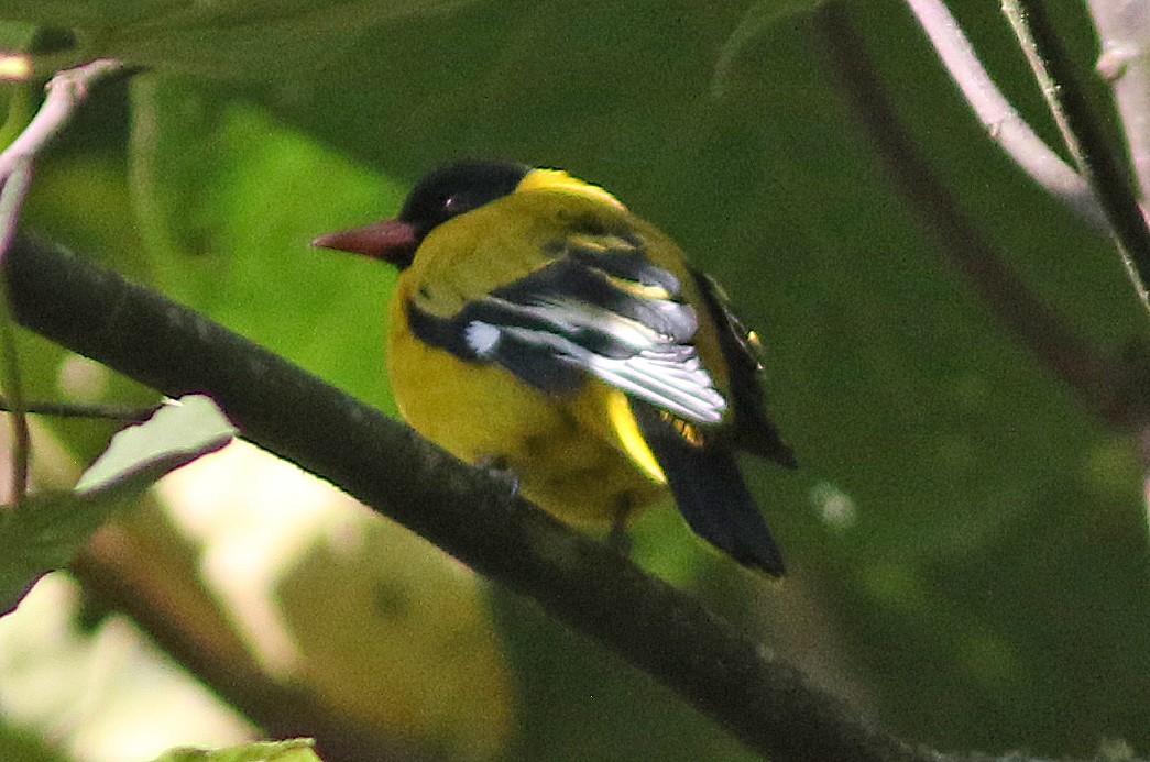 Black-tailed Oriole - Peter Alfrey