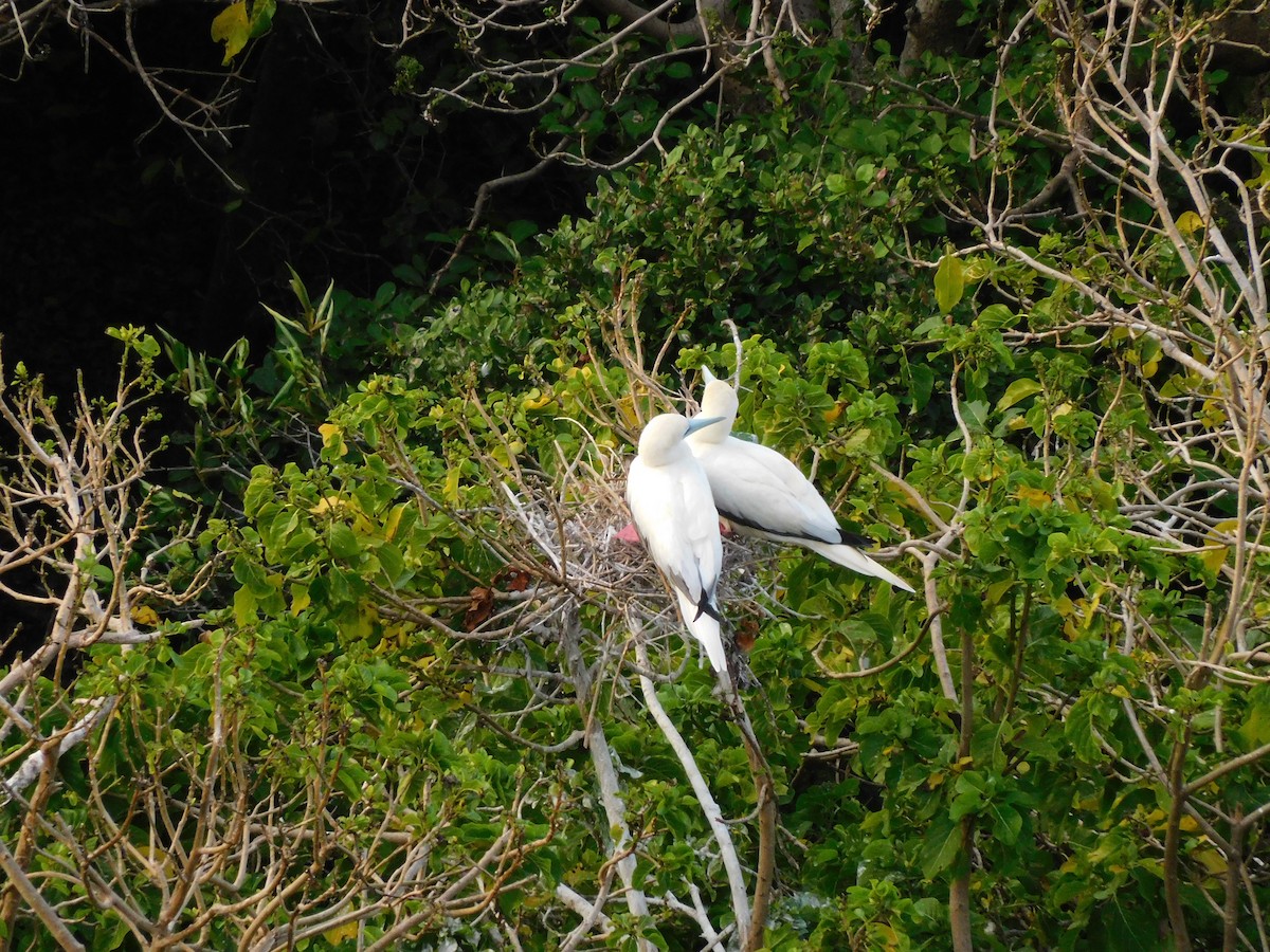 Red-footed Booby - ML615629540
