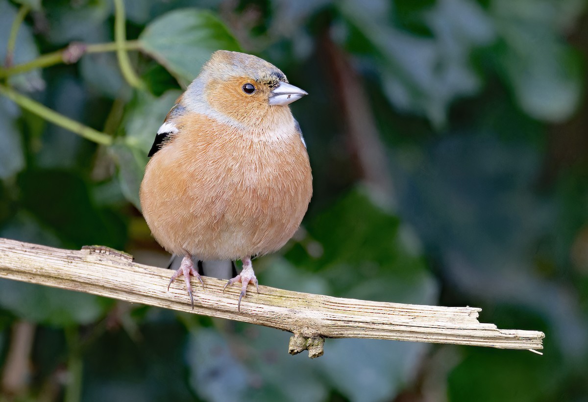 Common Chaffinch - Tracey Jolliffe