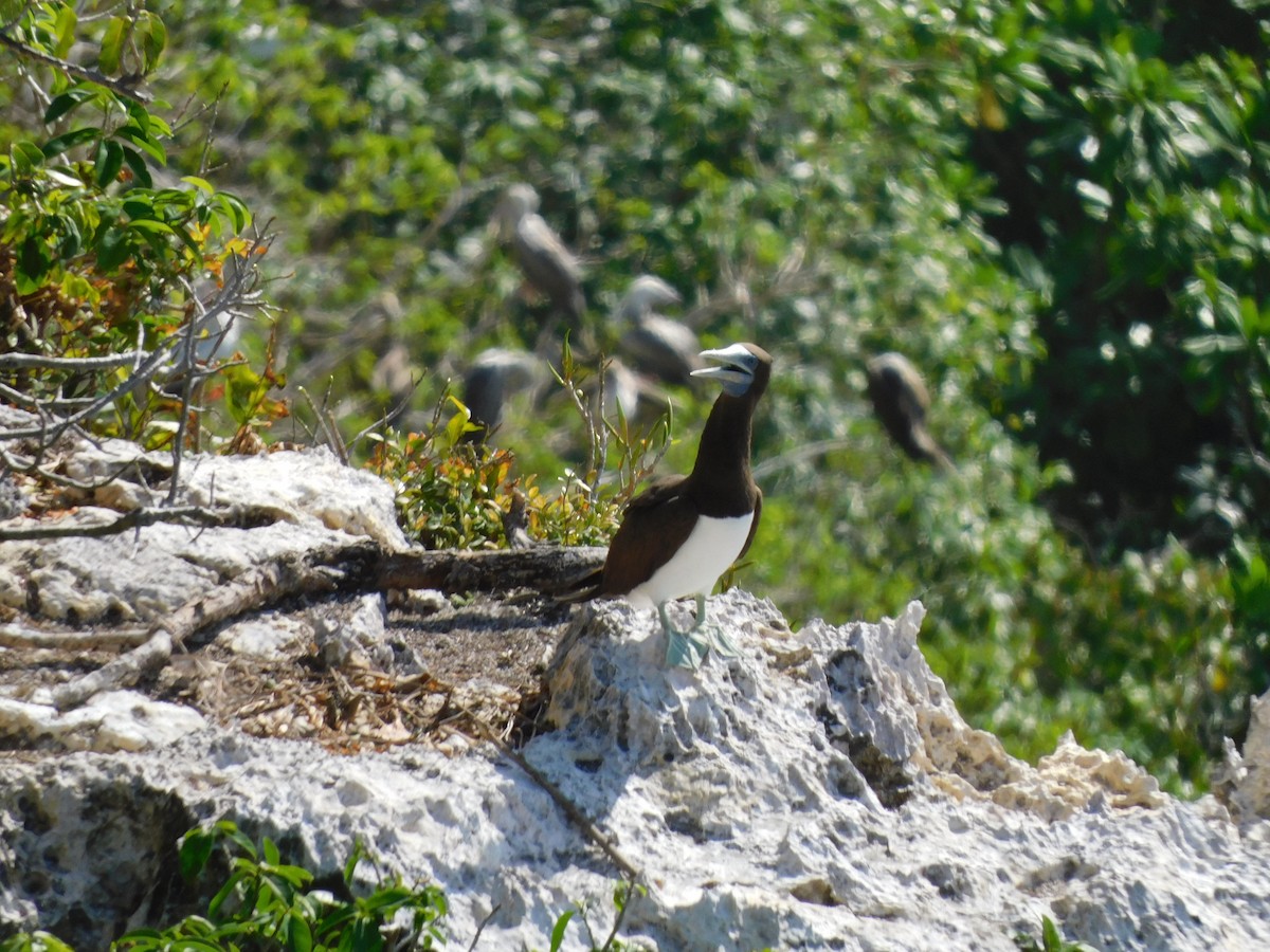 Brown Booby - ML615629578