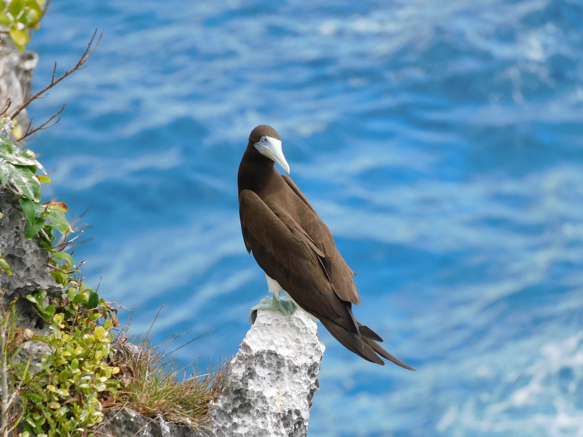 Brown Booby - ML615629588