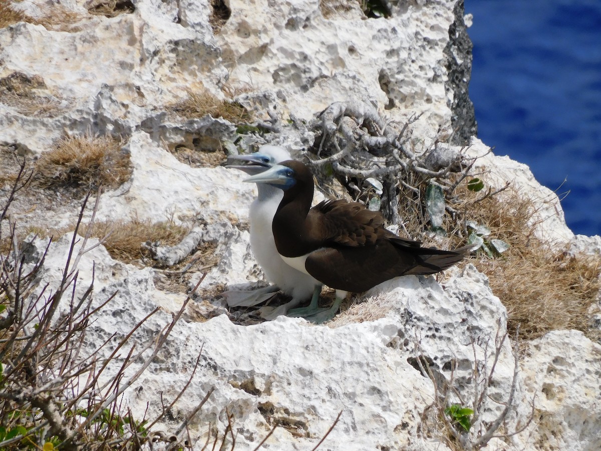 Brown Booby - ML615629589