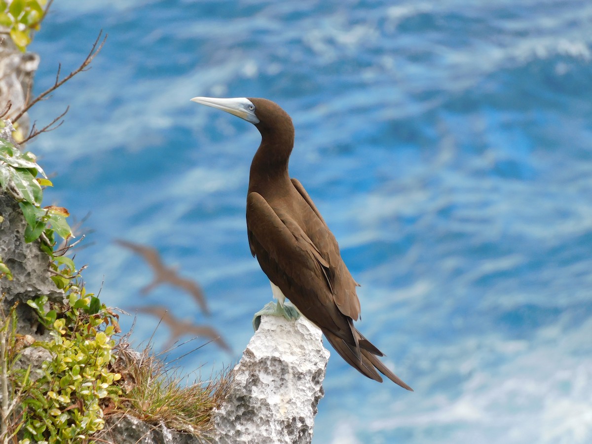 Brown Booby - ML615629590