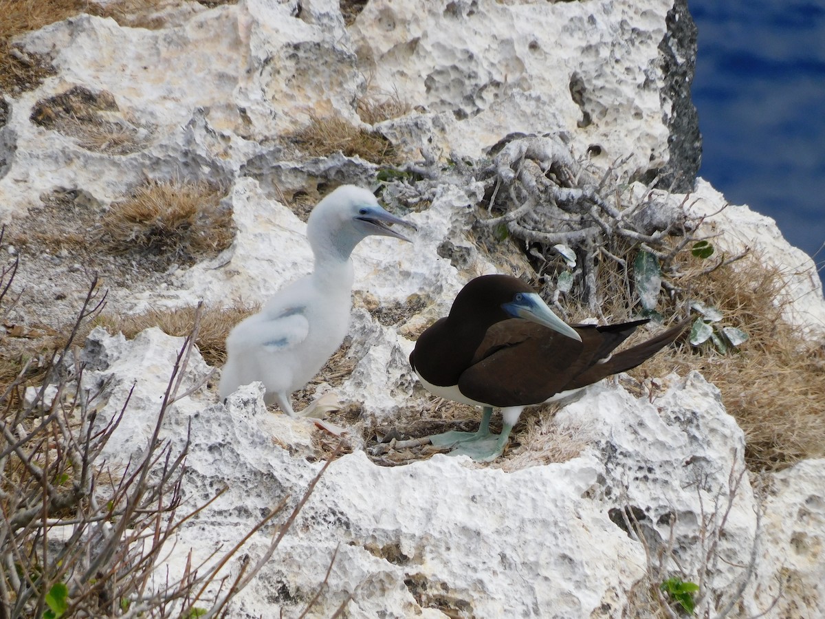 Brown Booby - ML615629591