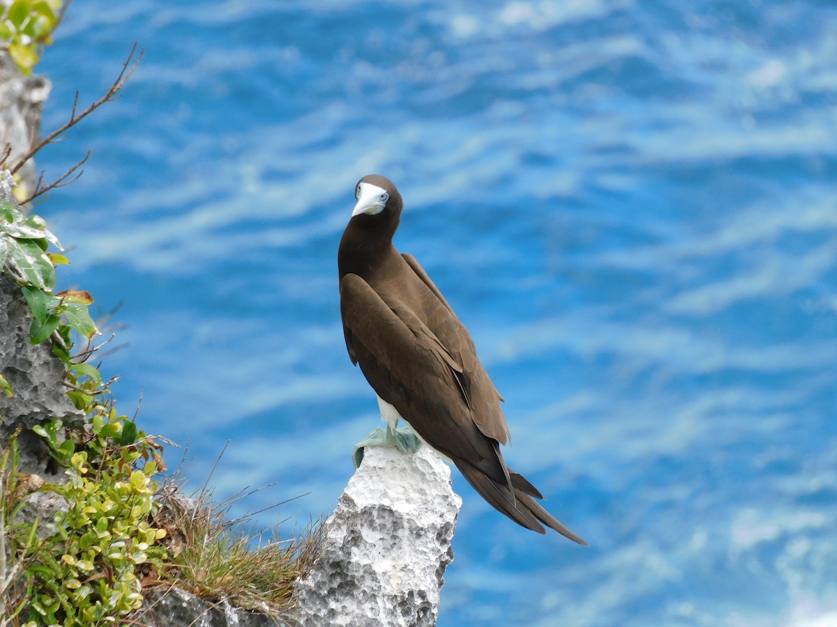 Brown Booby - ML615629592