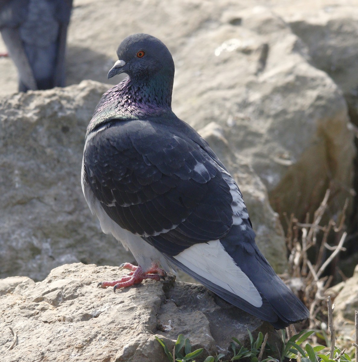 Rock Pigeon (Feral Pigeon) - ML615629625