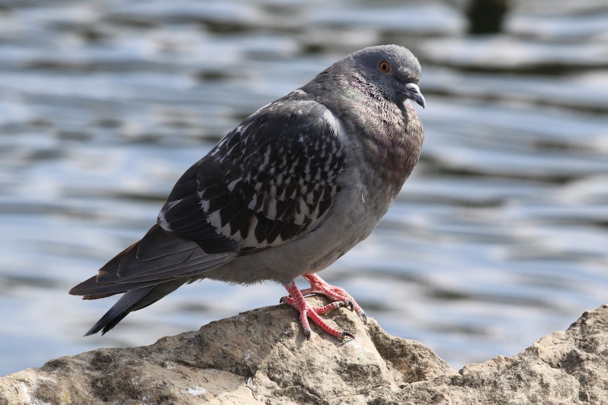 Rock Pigeon (Feral Pigeon) - ML615629626