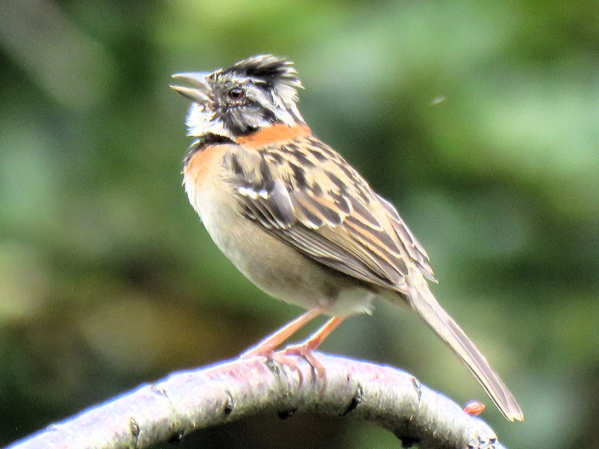 Rufous-collared Sparrow - ML615629670