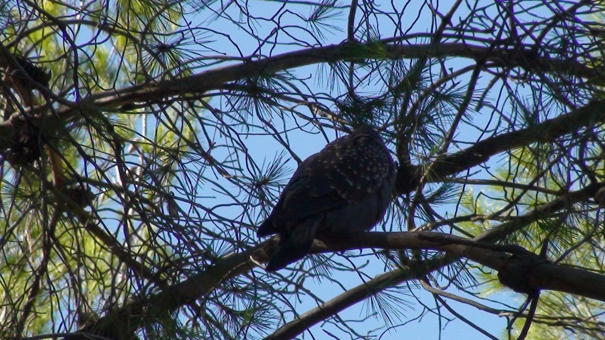 Spot-winged Pigeon - ML615629714