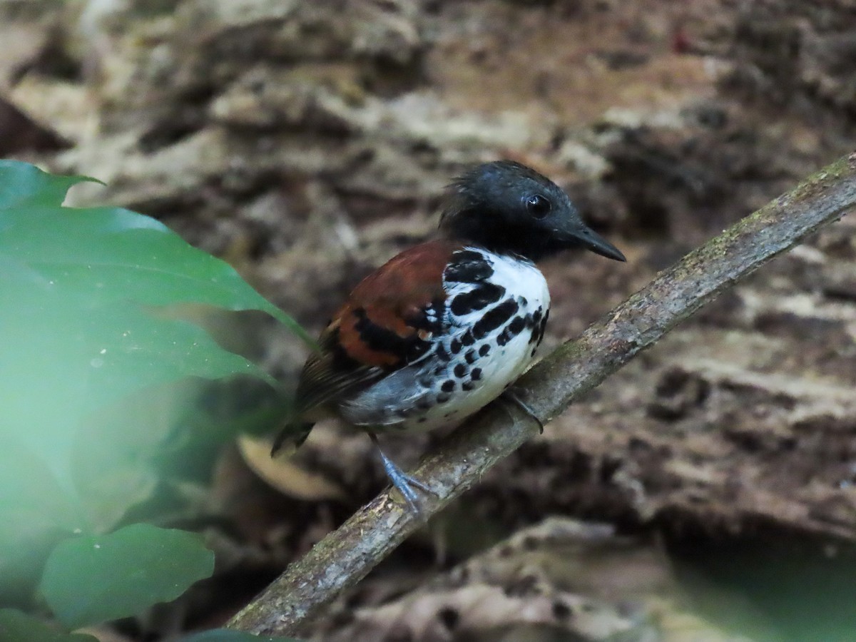 Spotted Antbird - ML615630115
