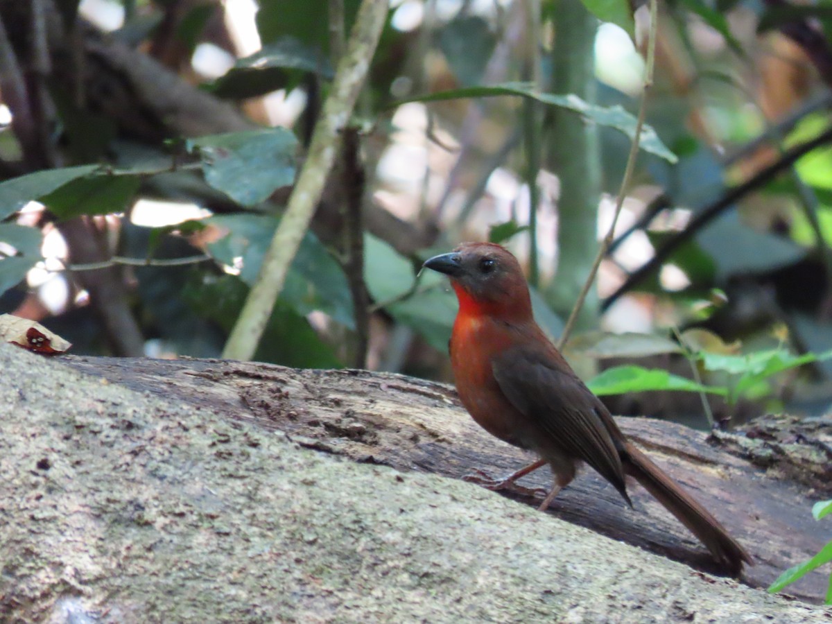 Red-throated Ant-Tanager - ML615630144