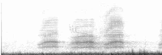 Тасманийский ворон - ML615630173