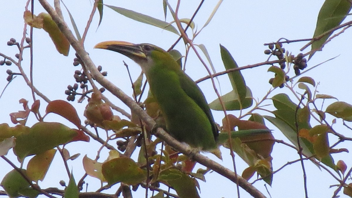 Groove-billed Toucanet - ML615630281