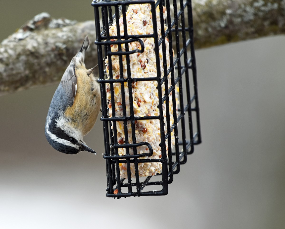Red-breasted Nuthatch - ML615630296