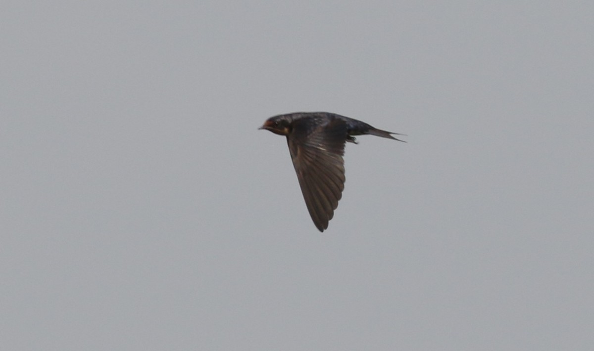 Angola Swallow - ML615630341