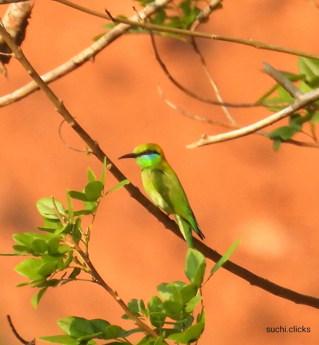 Asian Green Bee-eater - ML615630355