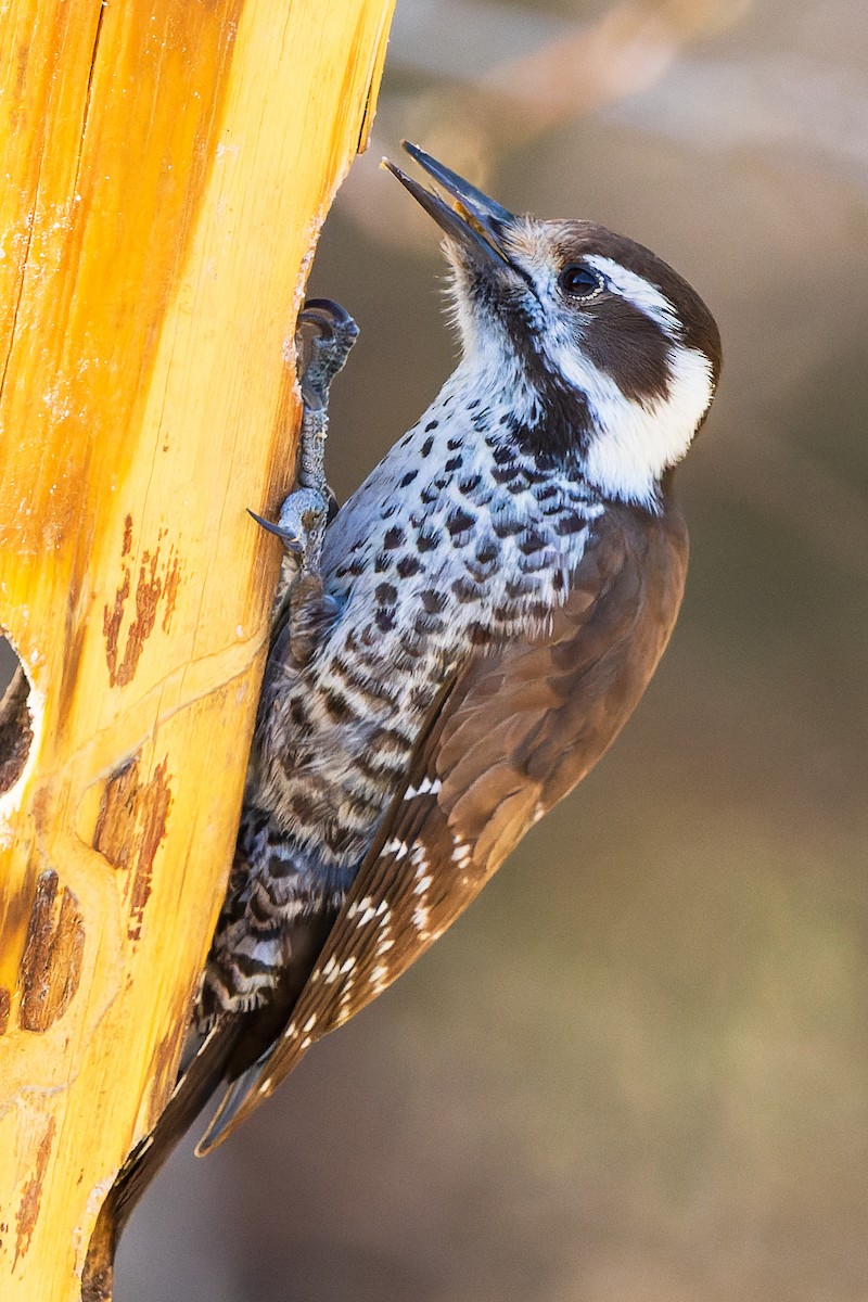 Arizona Woodpecker - ML615630551