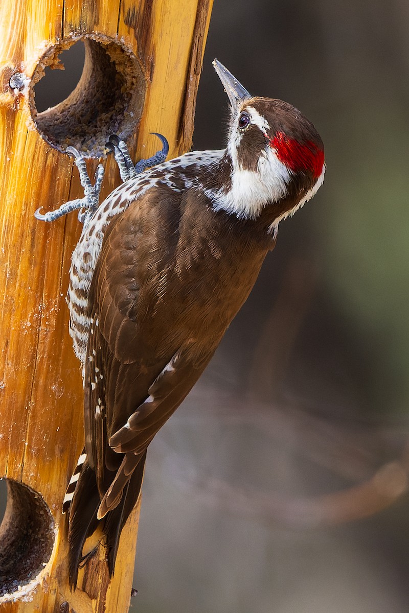 Arizona Woodpecker - ML615630552