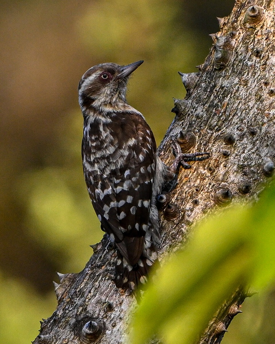 Brown-capped Pygmy Woodpecker - ML615630975