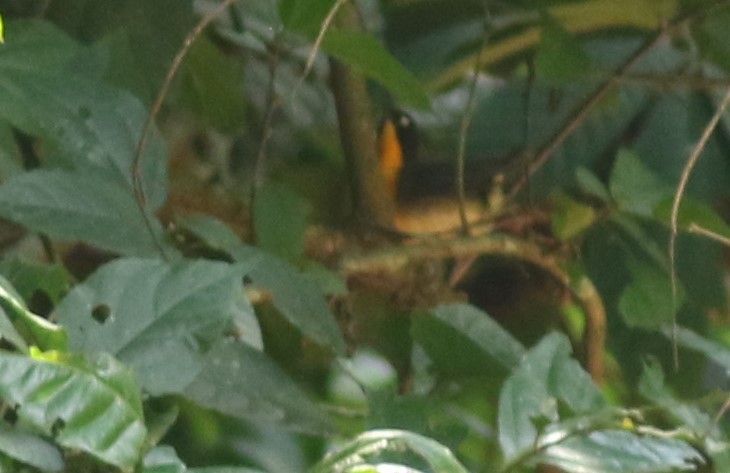 Yellow-breasted Forest Robin - ML615631028