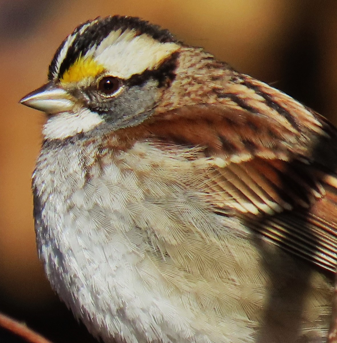 White-throated Sparrow - ML615631164
