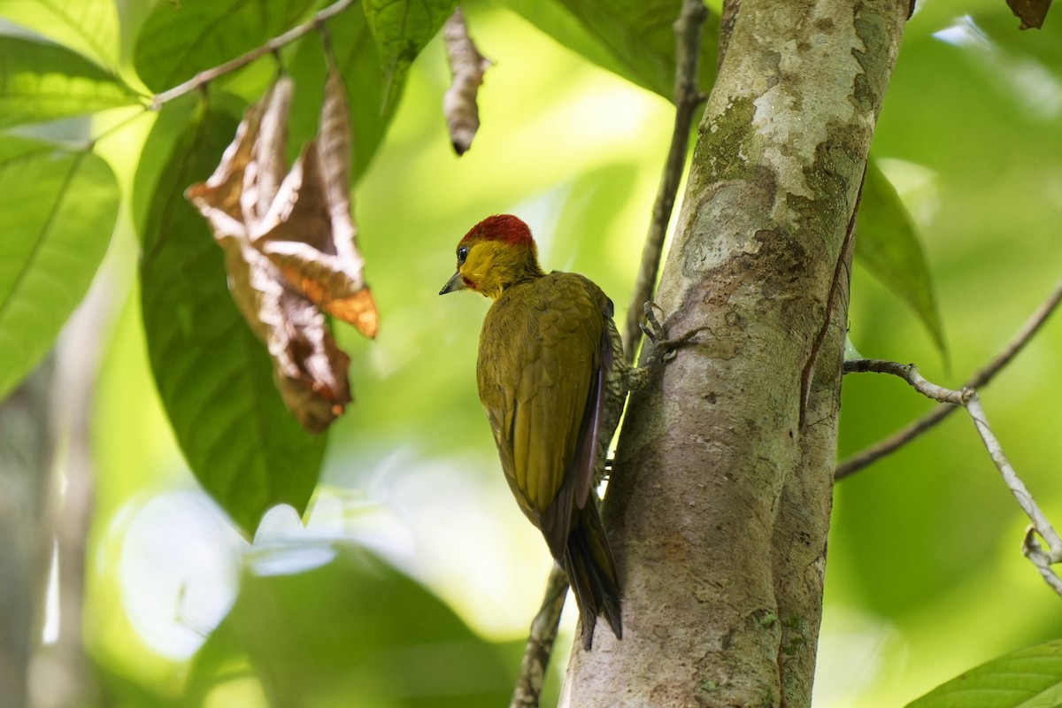 Yellow-throated Woodpecker - ML615631231