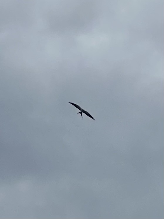 Swallow-tailed Kite - ML615631279